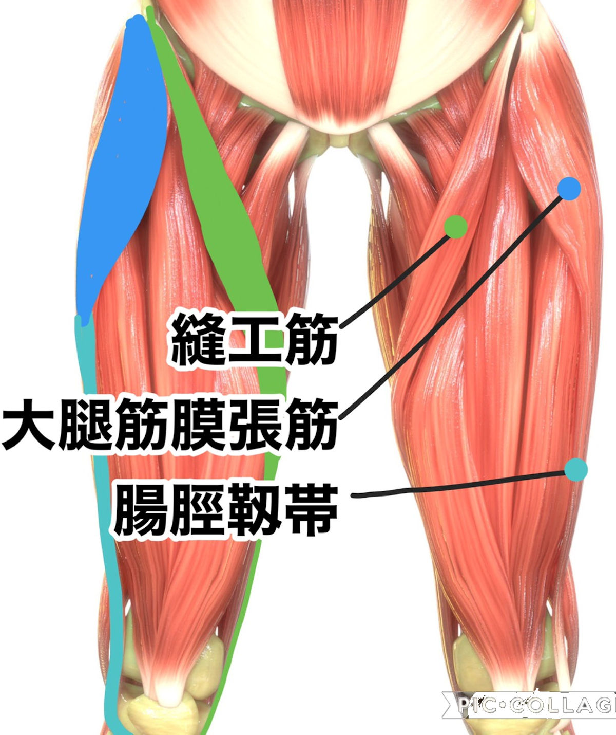 膝が痛い 外側と内側が痛む場合それぞれの原因 自由が丘 治療院よしぐち